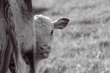Hereford calf © Andi Flanagan