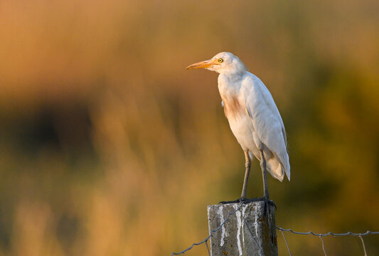 Cattle Egret Perched on a Fence Post in Warm Golden Evening Light