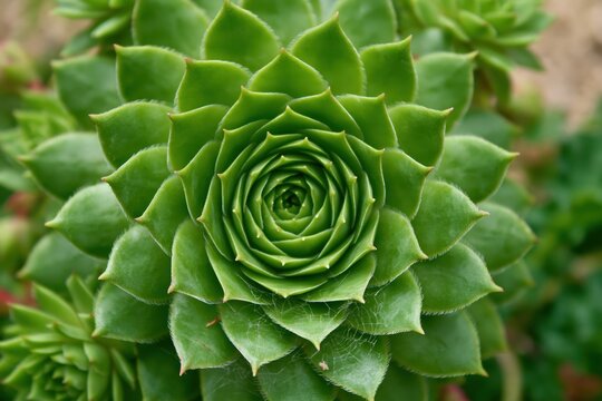 Close-up of a green succulent plant with spiraling leaves