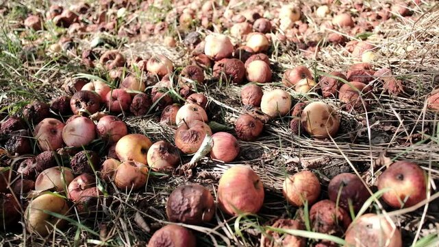 Rotten apples lying on ground in neglected orchard showing unharvested food waste