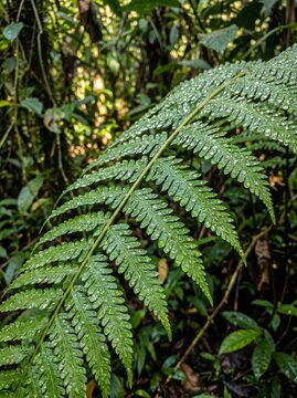 Green fern frond with clear water droplets in a dense tropical forest