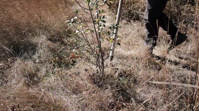 Gardener using shovel to dig out wild tree sapling in overgrown garden