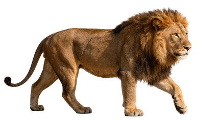 Majestic male lion with full mane walking, isolated on transparent background © topngi