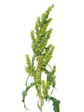 Dooryard dock or northern dock plant inflorescence isolated on white, Rumex longifolius