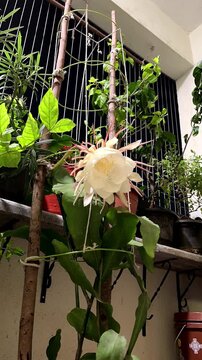 Night Blooming Cereus Brahmakamal Flower Blooming Timelapse Botanical Curation