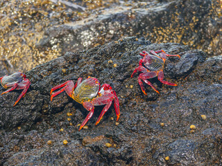 A bright red crabs sitting on dark volcanic rocks splashed by white ocean wave foam in Porto Moniz, Madeira. © volff