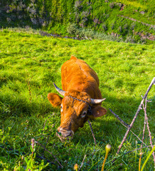 A brown cow grazing peacefully on a lush green grass hillside under the bright sunny sky on Madeira Island. © volff