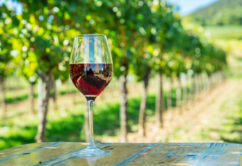 Fototapeta premium Glass of red wine placed on wooden table in green vineyard
