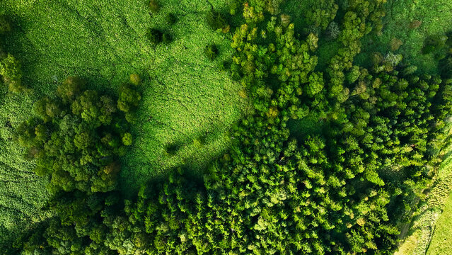 森林の真俯瞰ドローン空撮。自然、環境、山林、SDGs、エコロジー、真上、樹木、高原、山地、風景、景色