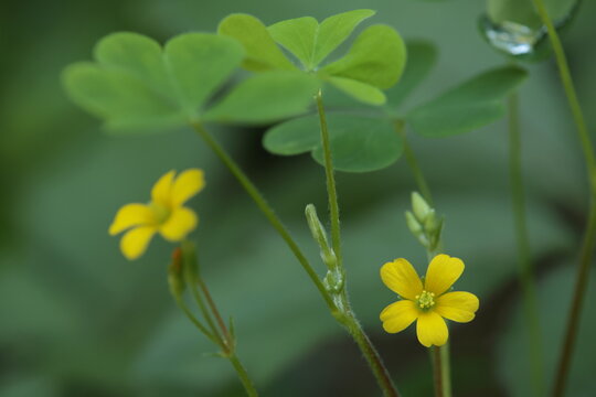 緑の葉の間に咲く黄色いカタバミの花と若い実