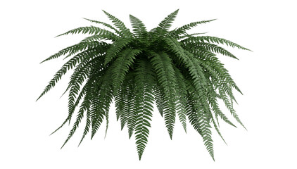 Lush green fern plant with symmetric spreading fronds creating a vibrant natural canopy perfect for wild jungle designs and architectural landscaping. © mahamudul hasan