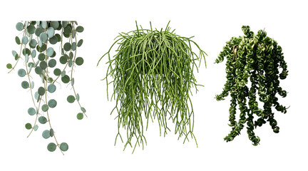 Set of three unique hanging plants featuring round silver dollar eucalyptus trailing stems rhipsalis and curly green hindu rope hoya house plants. © mahamudul hasan