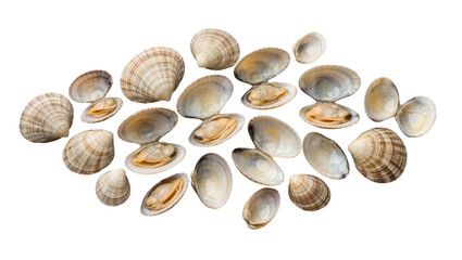 Collection of raw clams with open and closed shells, isolated on transparent background © natpic