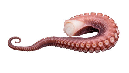 Cooked octopus tentacle with suction cups, isolated on transparent background © natpic