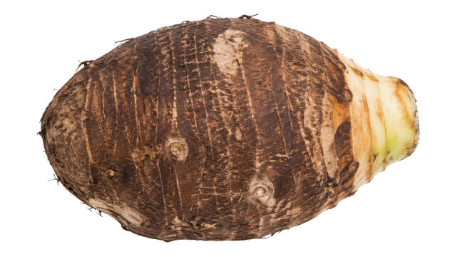 A single raw taro root tuber with brown skin and a light tip on a white background, ready for cooking.