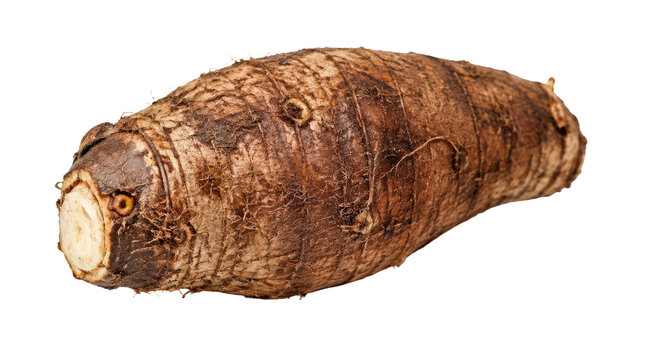 A single whole taro root, an edible starchy tuber, isolated on a white background.