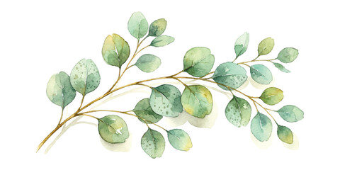 Watercolor painting of green eucalyptus leaves on a branch ©  creative  marlia