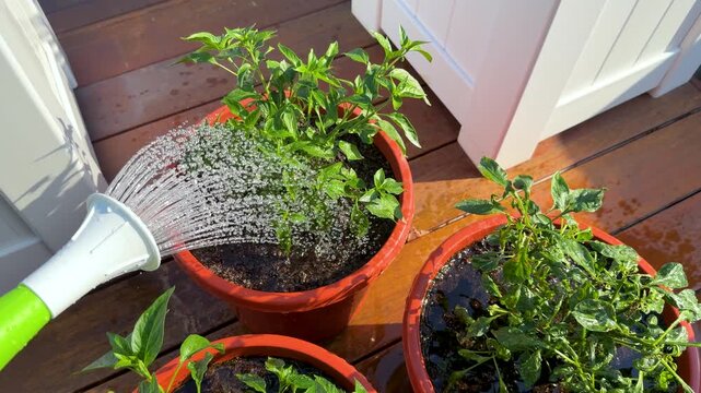 Watering Potted Green Plants on an Outdoor Wooden Deck