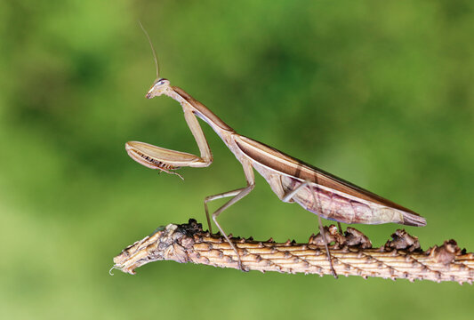 Praying mantis in branch with green background in nature.
