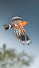 Abubilla en vuelo, Montamarta, Zamora © BIMBAZOS
