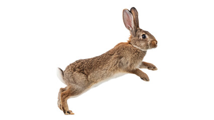 Single wild brown forest hare rabbit jumping active isolated on transparent background © Evie