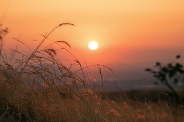 Fototapeta premium Sunset over dry grass field