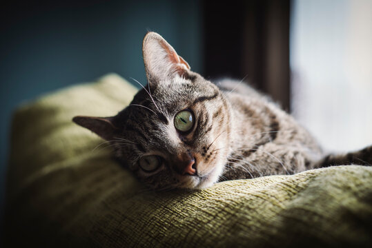 Portrait of a cat on the top of a couch