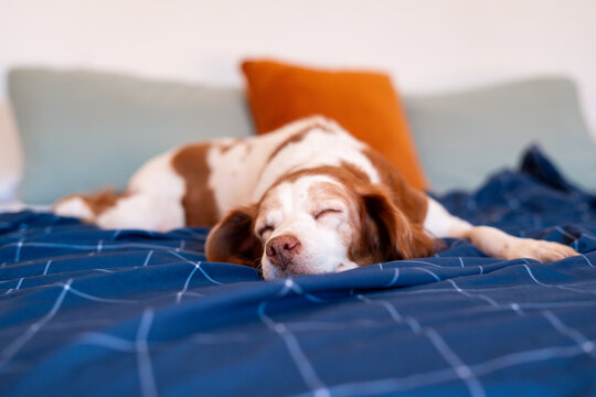 A cute Brittany spaniel rests comfortably on a bed
