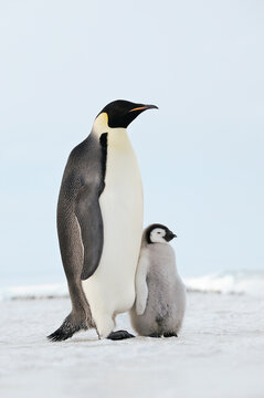 Adult Emperor Penguin stands with its chick on snow in Antarctica