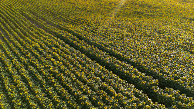 Sunflower field, Czech countryside, Bohemia