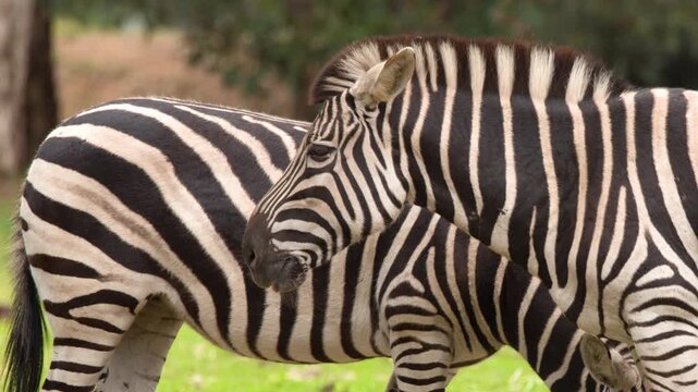 Two Zebras Standing Together in Green Meadow Grassland