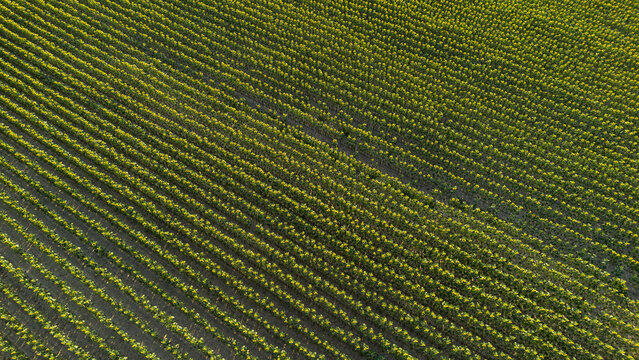 Sunflower field, Czech countryside, Bohemia