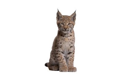 Cute small grey tabby kitten sitting full body profile isolated on transparent background © Archie
