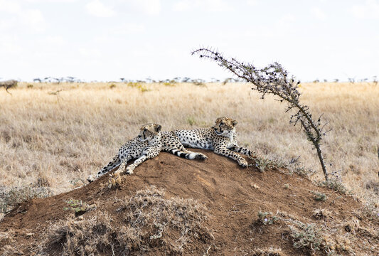two cheetahs relaxing