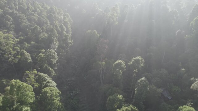 Aerial View of Sun Rays Piercing Through Morning Mist over Dense Tropical Forest Canopy at Ciwidey Bandung, West Java
