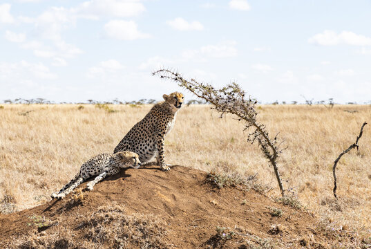 two cheetahs searching