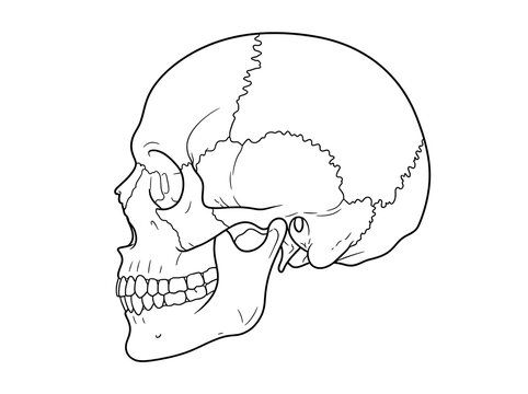 Human skull side view anatomical illustration