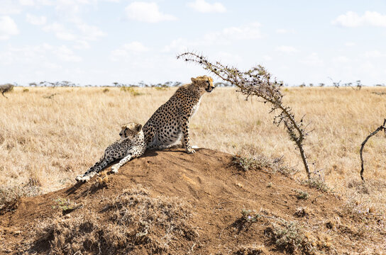two cheetahs on termite hill