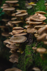 A honey fungus growing in the forest in the fall near some green moss © michal812