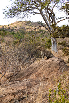 lopard searching
