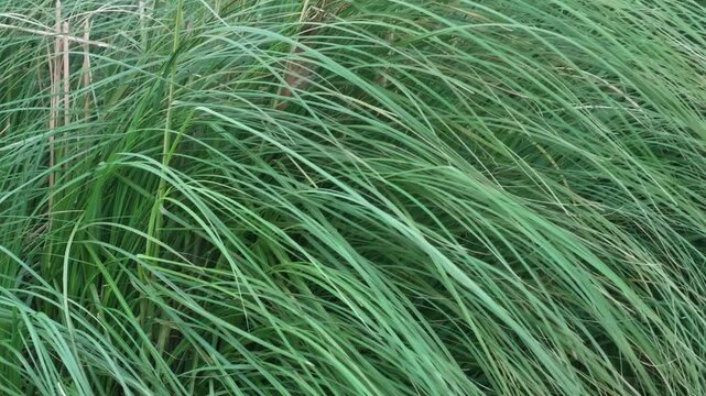 Lush green grass texture and pattern background