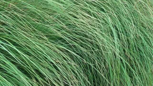 Lush green grass texture and pattern background