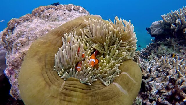Overhead view handheld diving pov of three ocellaris clownfish (Amphiprion ocellaris) playfully swimming among the tentacles of a magnificent sea anemone (Radianthus magnifica). Dauin, Philippines