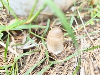 mushroom Straw in the forest © samrueng