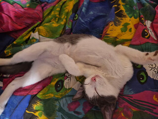 Sleeping cat resting on a colorful blanket © Taras