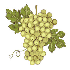 Fototapeta premium White grapes cluster with leaves hand sketched vector