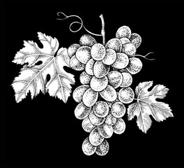 Fototapeta premium Pink grapes cluster hand sketched vector