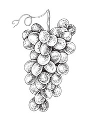 Fototapeta premium Pink grapes cluster hand sketched vector