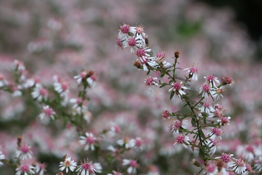 Aster flowers