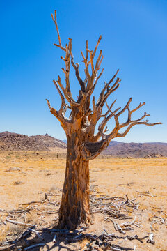 Quiver Tree in the Richtersveld National Park, South Africa
